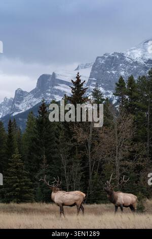 Zwei Elche mit großen Geweihen stehen auf einem grasbewachsenen Feld vor verschneiten Berggipfeln. Stockfoto