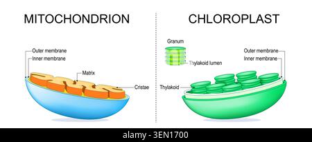 Mitochondrion- und Chloroplast-interner Strukturvergleich. Pflanzliche Zell- und tierische Zellorganelle Anatomie. Biologie-Infografik. Querschnitt von Gran Stock Vektor