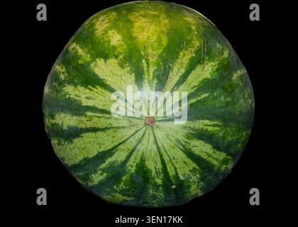 Eine Nahaufnahme einer großen Reifen Wassermelone Stockfoto