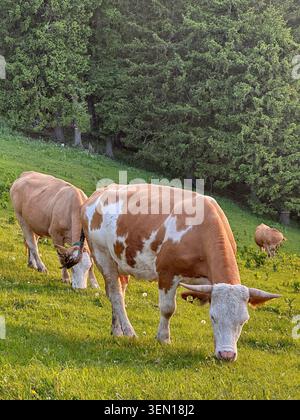 Braun-weiße Rinder grasen auf einer mit Blumen übersäten Alm neben dichtem immergrünem Wald. Stockfoto