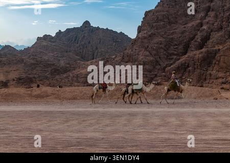 Ein Beduin führt eine Kamelkarawane durch ein Bergtal in der ägyptischen Sinai-Wüste. Stockfoto