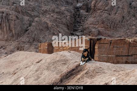 Ein Beduinenhund liegt auf einem sandigen Hügel in der Nähe einer traditionellen Hütte in der Sinai-Wüste. Stockfoto