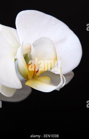 Ein Makrofoto einer weißen Orchidee (Phalaenopsis Aphrodite) vor schwarzem Hintergrund in meinem Studio. Stockfoto