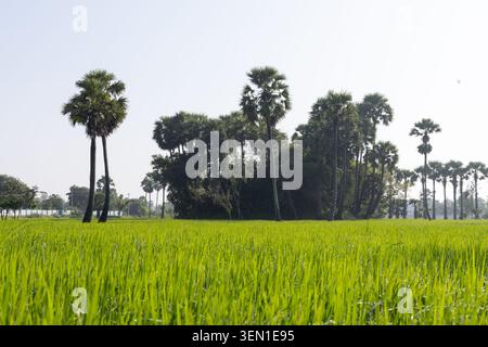 Tau auf dem Gras am sonnigen Morgen mit schönen Plättchen im Hintergrund Stockfoto