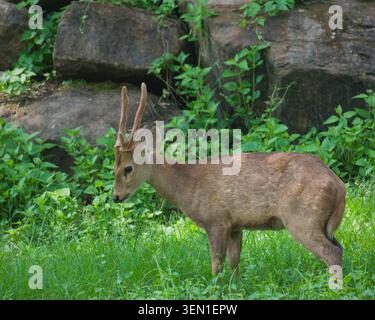 Eine detaillierte Seitenprofilaufnahme eines männlichen Hirsches (Hirsch/Hirsch) mit kleinen Geweihen, die in einer lebhaften grünen Grasfläche stehen. Stockfoto