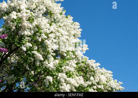 Weiße Flieder blüht im Mai. Syringa Flowers Busch. Blumenhintergrund Stockfoto