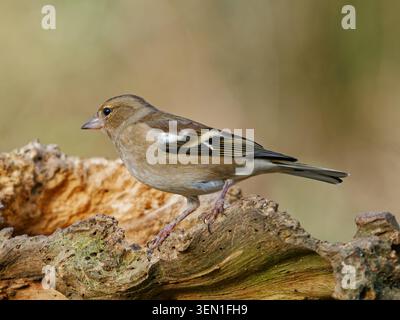 Weibliche Chaffinch ruht auf einem alten Baumstamm im Barnwell Country Park in Northamptonshire Stockfoto