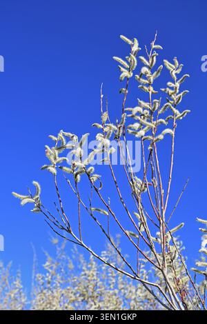 Zweige der violetten Weide, Salix purpurea, mit blühenden Katzetten vor einem hellblauen Himmel Stockfoto