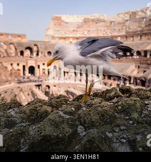 Die Möwe thront mit dem Kolosseum im Hintergrund in Rom, Italien Stockfoto