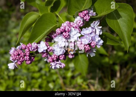Flieder (Syringa vulgaris Hybrid) - violette Blüte Stockfoto