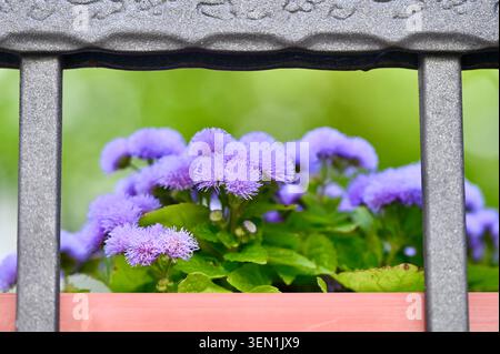 Schöne Nahaufnahme von violetten Ageratum-Blüten, die in einem Pflanzkasten hinter einem dekorativen schmiedeeisernen Zaun blühen. Stockfoto