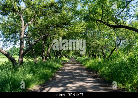 Sunlit Dirt Road Alley Pathway Führt Unter Üppigen Grünen Bäumen Canopy Arch Im Lebhaften Sommerwald. Stockfoto