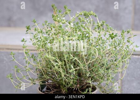 Orangenthymian (Thymus citriodorus fragantissimus) in einem Topf Stockfoto