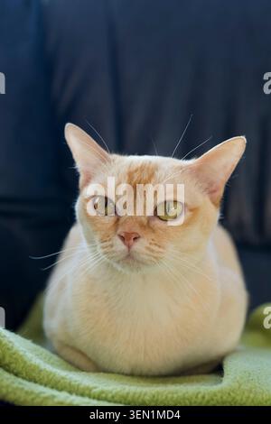 Burmese, die zu Hause auf dem Sofa liegt Stockfoto