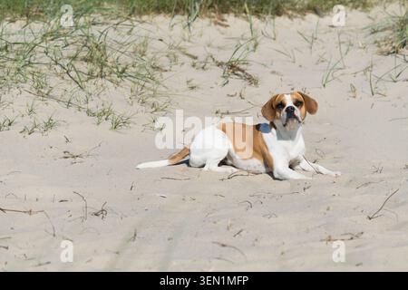 Beagle-Mischling am Strand in Emden an der Knock Stockfoto