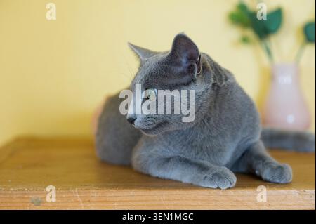 Russischer blauer Kater, der zu Hause auf der Kommode liegt Stockfoto