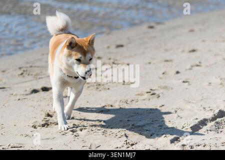 Shiba Inu am Strand in Emden an der Knock Stockfoto