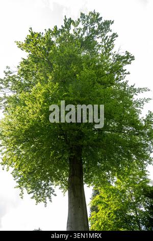 Tiefwinkelansicht eines Reifen Laubbaums mit frischen grünen Blättern am Himmel in Frühlingswald oder Parkland Stockfoto