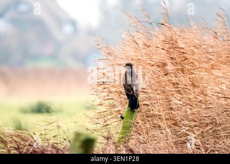 Bussard am Zaunpfosten Stockfoto