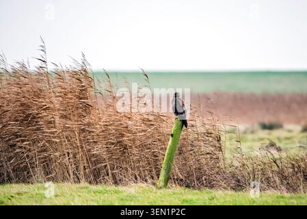Bussard am Zaunpfosten Stockfoto