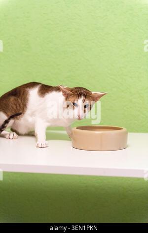 Orientalische Kurzhaarkatze an der Futterschale Stockfoto