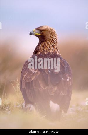 Golden Eagle (Aquila chrysaetos), Falknervogel, der im Winter auf dem Boden thront, Dumfries-shire, Schottland, Februar Stockfoto