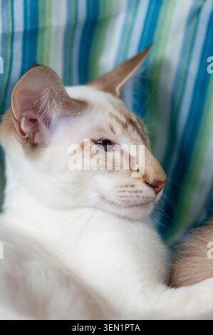 Porträt einer balinesischen Katze Stockfoto