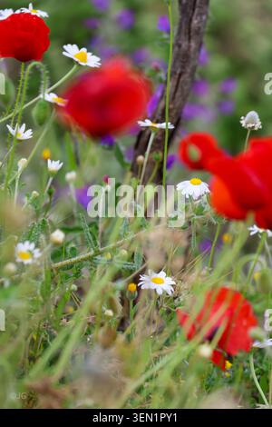 Rote Mohnblumen und Wildblumen wachsen auf einer grünen Frühlingswiese in der Nähe von Bocairent, Valencia, Spanien Stockfoto
