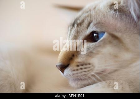 Profil einer balinesischen Katze Stockfoto