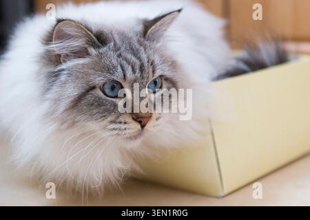 Neva Masquerade liegt in einem Karton Stockfoto