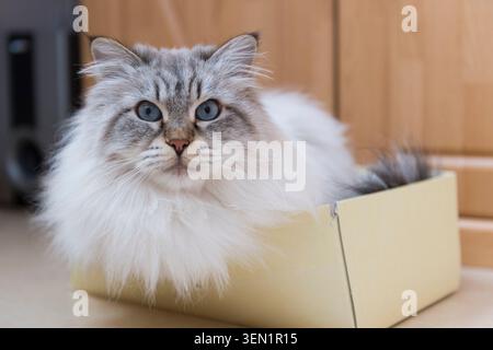 Neva Masquerade liegt in einem Karton Stockfoto