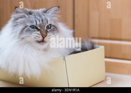Neva Masquerade liegt in einem Karton Stockfoto