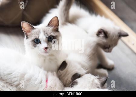 Ragdoll Katze mit ihren Kätzchen Stockfoto