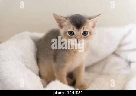 Porträt einer Abessinier Katze Stockfoto
