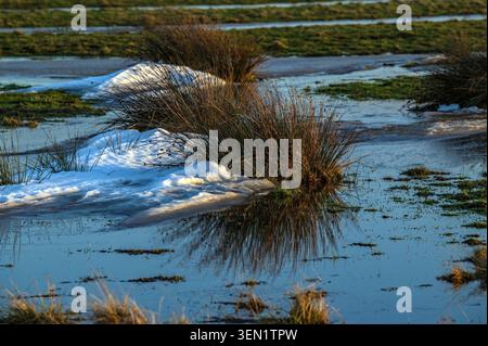 Bulrush auf den feuchten Wiesen auf Sylt Stockfoto