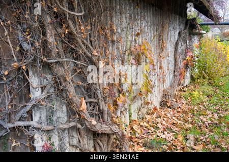 Knorrige Weinrebe und Herbstblätter auf einer Scheunenwand Stockfoto