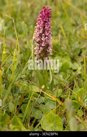 Frühe Marsh Orchid var. Incarnata - Dactylorhiza incarnata Stockfoto
