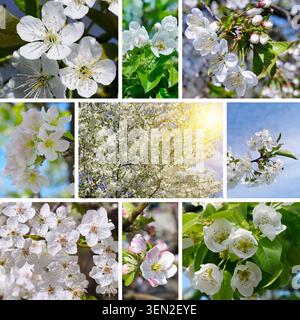 Diese wunderschöne horizontale Collage zeigt acht verschiedene Makroaufnahmen blühender Kirsch- und Apfelbäume. Stockfoto