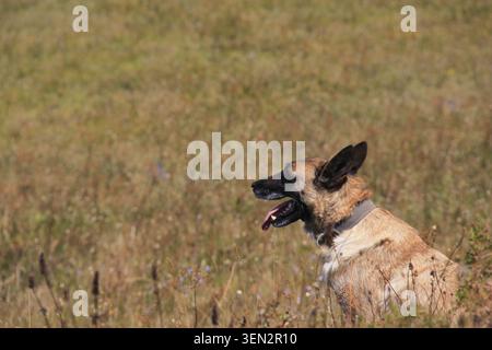 Seitenprofil-Porträt eines belgischen Malinois-Hundes auf einer natürlichen Wiese, umgeben von hohem Gras und Wildblumen. Stockfoto