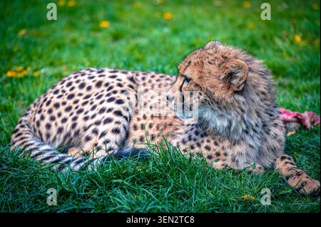 Ein Leopard (Panthera pardus) liegt ruhig im Gras Stockfoto