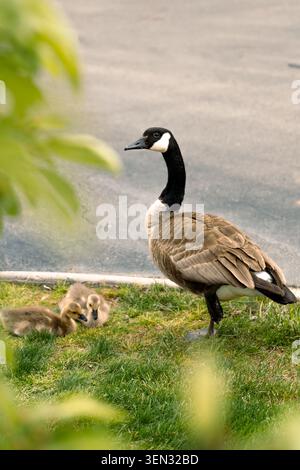 Vertikale Ansicht einer Kanadas-Gans (Branta canadensis), die auf grünem Gras neben zwei Gänsen steht und einen zarten Moment der elterlichen Betreuung in der Natur feststellt Stockfoto