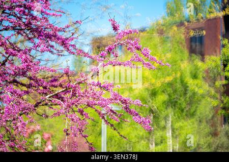 Frühling, Kirschblüten Stockfoto