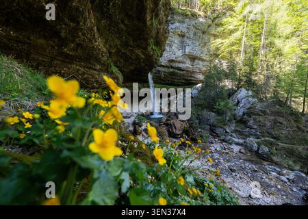 Der Peri?nik Wasserfall im Triglav Nationalpark ist einer der jüngsten Wasserfälle in Slowenien. Das Wasser kaskadiert über die Klippe in zwei steilen Stufen, und Besucher können sich dem Wasserfall von hinten nähern und dieses natürliche Juwel aus nächster Nähe erleben. Bild: Der obere Wasserfall im Frühling Stockfoto