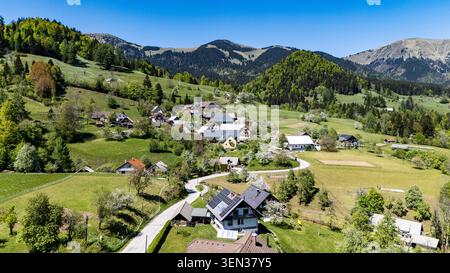Die weißen Narzissen-Felder, die die Hänge der Karawanken und Julischen Alpen rund um das Dorf Plavški Rovt mit ihren Blüten im Frühjahr bedecken. Stockfoto