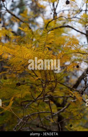 Mimosa im Punakha-Tal, Bhutan Stockfoto
