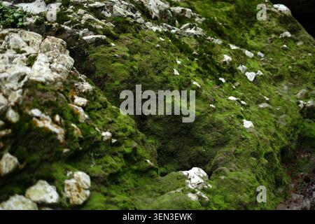 Üppiges Waldgelände Hintergrund: Detaillierte Ansicht von unebenen Felsen, die vollständig mit dichtem grünem Moos bedeckt sind. Stockfoto