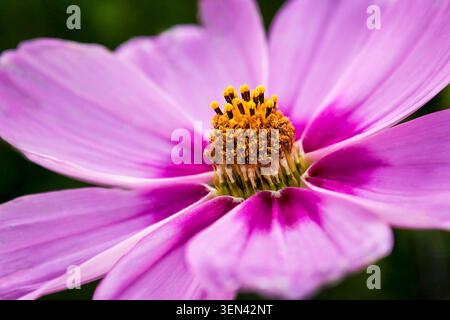 Nahaufnahme einer rosafarbenen Kosmosblume, deren zarte Blütenblätter ein goldenes Zentrum in sanftem natürlichem Licht umrahmen Stockfoto