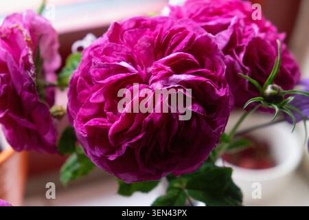 Rosa galiica, Cardinal de Richelieu magenta Rosen schneiden Blumen in Vase im Haus auf der Fensterbank Wales UK KATHY DEWITT Stockfoto
