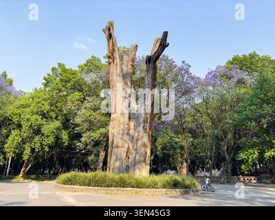 Mexiko-Stadt, Mexiko - 2. April 2024. Ahuehuete El Sargento - einer der ältesten Bäume im Chapultepec Park Stockfoto