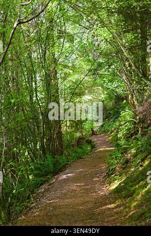 Ein schattiger Waldweg schlängelt sich durch üppiges Grün entlang des Robe Canyon Trail in Washington, umgeben von Farnen, Sonnenlicht und dichtem Pazifik-Nordwesten Stockfoto